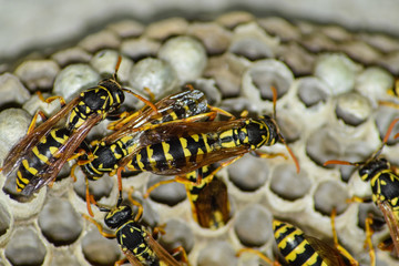 Wasp nest with wasps sitting on it.