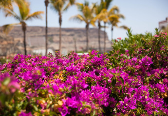Gran Canaria, Spain - Typical architecture of Puerto de Mogan, a small fishing port of Gran Canaria. Colorfull flowers blooming around houses.