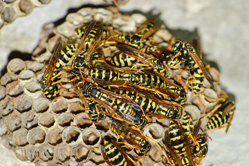 Wasp nest with wasps sitting on it.