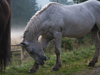 Fototapeta premium Dark and white Horse on a foggy morning