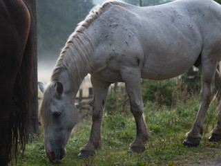 Fototapeta premium Dark and white Horse on a foggy morning