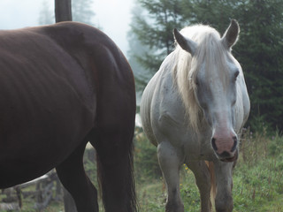 Dark and white Horse on a foggy morning