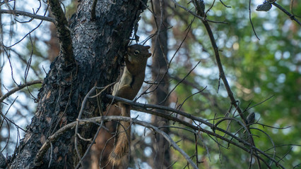squirrel chasing nuts