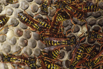 Wasp nest with wasps sitting on it. Wasps polist. The nest of a family of wasps which is taken a close-up