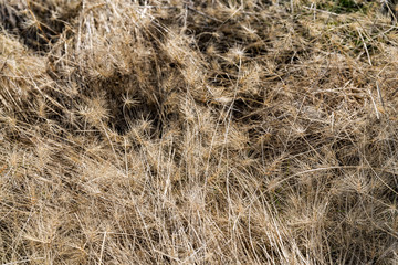 Foothill Tall Grass