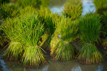 Rice seedlings, Agriculture in rice fields