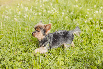 Yokshire Terrier for a walk in the grass. little dog. a pet .