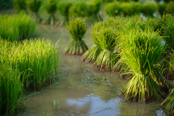 Obraz na płótnie Canvas Rice seedlings, Agriculture in rice fields