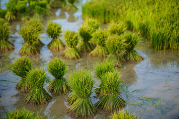 Fototapeta na wymiar Rice seedlings, Agriculture in rice fields