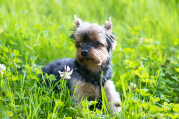 Yokshire Terrier for a walk in the grass. little dog. a pet .