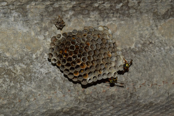 Vespiary. Wasps polist. The nest of a family of wasps which is t
