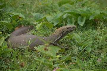 monetary lizard on the grass