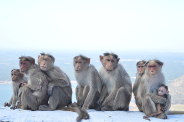 monkeys