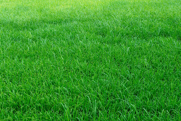 Obraz premium Paddy field is a flooded parcel of arable land used for growing semi aquatic rice. Thailand has a strong tradition of rice production. It has largest amount of land under rice cultivation in the world