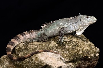 Utila iguana (Ctenosaura bakeri)