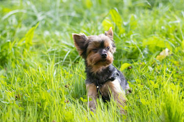 Yokshire Terrier for a walk in the grass. little dog. a pet .