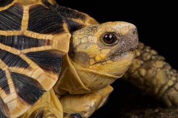 Obraz premium Burmese star tortoise (Geochelone platynota)