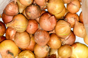 Onion bulbs. White onion with yellow skin. Harvest the onion.