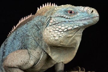 Grand Cayman blue iguana (Cyclura lewisi)
