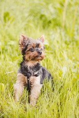 Yokshire Terrier for a walk in the grass. little dog. a pet .