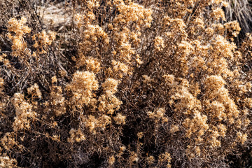 Golden Brush