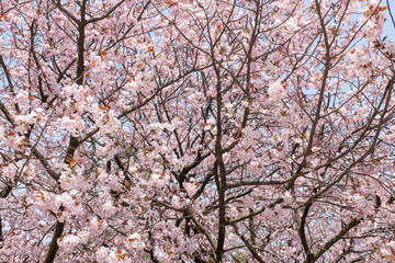 Cherry Blossom in Kanazawa, Japan