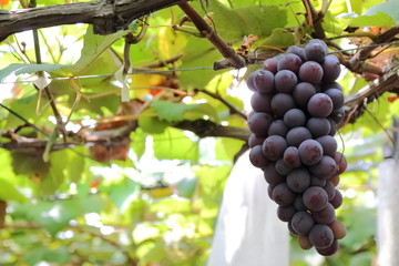 Vineyard in Japan