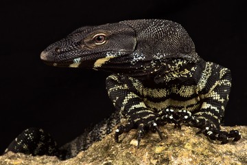 Lace monitor (Varanus varius)
