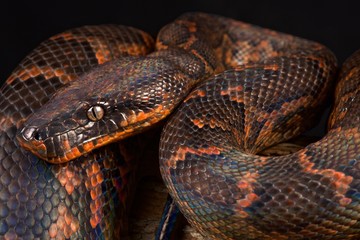 Dominican red mountain boa (Epicrates striatus)
