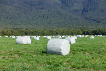 Hay rolls packed in a film for storage on a green field. Selective focus.
