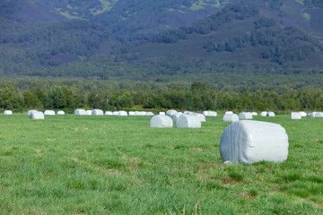 Hay rolls packed in a film for storage on a green field. Selective focus.