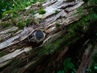 old broken tree in the forest, tree covered with moss and lichen