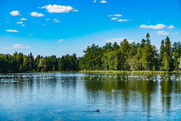 Obraz premium Palace Park in Gatchina, Leningrad region, Russia. Beautiful summer landscape.