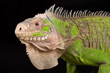 Lesser Antillean Iguana (Iguana delicatissima)