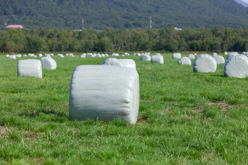 Hay rolls packed in a film for storage on a green field. Selective focus.