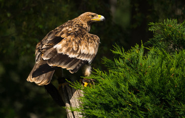 Aigle