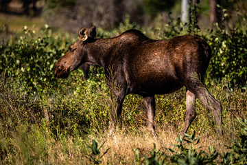 Fototapeta premium Cow Moose At Turnbull National Wildlife Refuge.