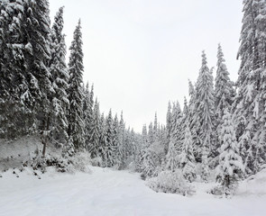 pine forest covered with snow