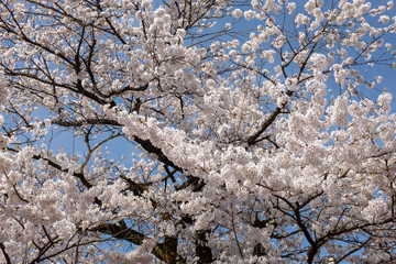 Cherry Blossom in Takayama, Japan