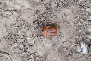 Melolontha east on the ground
