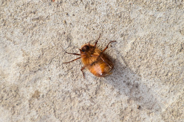 Melolontha east on the ground
