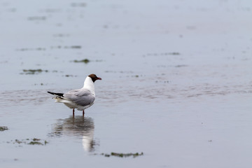 Black-headed gull (Chroicocephalus ridibundus) searching for food in the wadden sea at Juist, East Frisian Islands, Germany.
