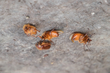 Melolontha east on the ground