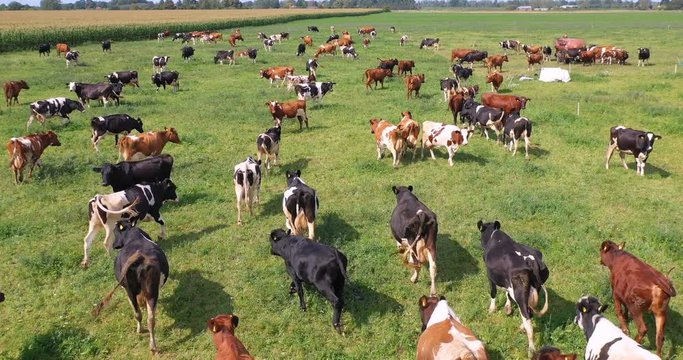 Aerial view of cows herd grazing on pasture field, top view drone pov , in grass field these cows are usually used for dairy production.