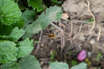 He flies bombyliidae above the ground in the grass