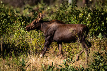Moose Calf At Turnbull National Wildlife Refuge