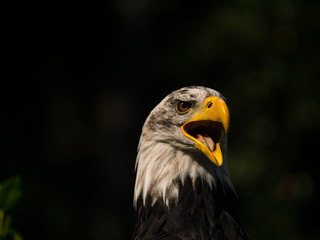 Aigle