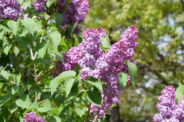 Beautiful purple lilac flowers outdoors.