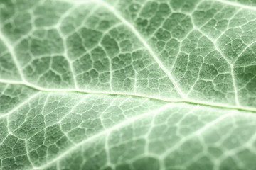 Texture of green leaf, closeup