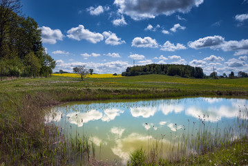Fototapeta premium Spring landscape with canola flowers.